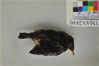 藏品(家燕)的圖片